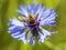 Syrphidae sits on a cornflower flower,