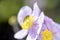 Syrphus ribesii - Hoverfly on japanese autumn anemone - Anemone hupehensis