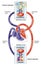 Systemic and pulmonary circulations