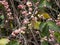 Syzygium aqueum is a species of brush cherry tree  Bali, Indonesia