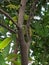 Syzygium aqueum or watery rose apple tree, bell fruit plant, close up view