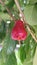 Syzygium aqueum (watery rose apple, water apple, bell fruit, jambu air) fruits on the tree