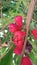 Syzygium aqueum (watery rose apple, water apple, bell fruit, jambu air) fruits on the tree