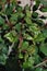 Syzygium Australe leaf with psyllid