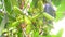 Syzygium cumini jambolan jamun green fruits close up
