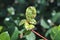 Syzygium leaf with psyllid