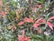 the Syzygium myrtifolium plant is an anti-pollution plant that can absorb carbon dioxide higher