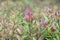 Syzygium oleana : Red shoot