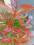 Syzygium paniculatum plant