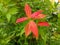 Syzygium paniculatum is a species of ornamental plant from the genus Syzygium