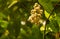 Syzygium polyanthum flowers, with common names Indian bay leaf and Indonesian bay leaf