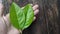 Syzygium polyanthum leaves on wooden background