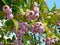 Syzygium smithii (Lilly Pilly)