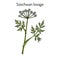 Szechwan lovage ligusticum wallichii , medicinal plant