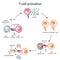 T cell activation diagram, t lymphocytes, helper T-cell and cytotoxic T-cell vector illustration, white blood cells