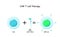 T cell and Chimeric antigen receptor CAR