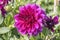 `T.A. Edison` violet blossoming decorative dahlia, Stuttgart