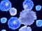 T-lymphocytes interacting antigen presenting cells APCs in the