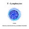 T lymphocytes structure. The functions of T lymphocytes. Immunity Helper Cells. Infographics. Vector illustration on