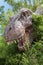 T-Rex Dinosaur Head Model among vegetation inside a Park in Ital