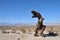 T-Rex Dinosaur Metal Sculpture at Anza Borrego Desert California