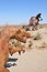 T-Rex Dinosaur Metal Sculpture at Anza Borrego Desert California