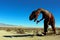 T-rex, Tyrannosaurus, sculptures, Anza Borrego Desert State park