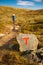 T sign on rock and hiker with backpack traveling in Norway mount