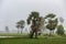 Ta Pa rice fields are beautiful in the morning, interspersed with beautiful and peaceful jaggery trees in the border delta of