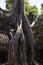 Ta Prohm, Angkor Wat, Cambodia, trees engulfing the temple structures with roots