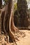 Ta Prohm, Angkor Wat, Cambodia, trees engulfing the temple structures with roots