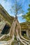 Ta Prohm famous jungle tree roots embracing Angkor temples, revenge of nature against human buildings, travel destination Cambodia