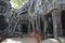 Ta prohm ruins, Angkor Wat