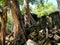 Ta Prohm ruins with giant spung tree roots in Angkor Wat, Cambodia. Ficus germinated among the ancient stone blocks