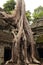 Ta Prohm temple in Angkor