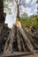 Ta Prohm Temple, Angkor Temple overgrown by massive trees after abandoned for centuries, Siem Reap, Cambodia