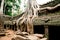 Ta Prohm Temple, Angkor Wat, Cambodia