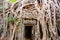 Ta Prohm Temple, Angkor Wat, Siem Reap, Cambodia. Treat of demage from growing trees.Big roots over walls and roof of a temple.