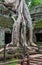 Ta Prohm temple covered in tree roots, Angkor Wat, Cambodia.