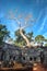 Ta prohm temple covered in tree roots Angkor Wat Cambodia