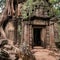 Ta Prohm temple with giant banyan tree at Angkor Wat