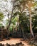 Ta Prohm temple with giant banyan tree at sunset. Angkor Wat, Cambodia