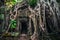 Ta Prohm temple with giant banyan tree at sunset. Angkor Wat, Cambodia