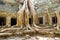 Ta Prohm Temple trees