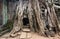 Ta Prohm tree roots