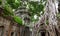 Ta Prohm trees, Angkor Wat