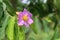 Tabak flowers thai word white, pink, purple blossom tabaek on tree nature background green fresh