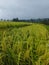 Tabanan, 25 June 2023 : Landscape Rice field in Bali, Indonesia. Rice is a staple food of Asia.