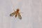 Tabanidae fly