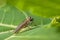 Tabanus Takes Flight: A Fascinating Encounter on a Green Leaf